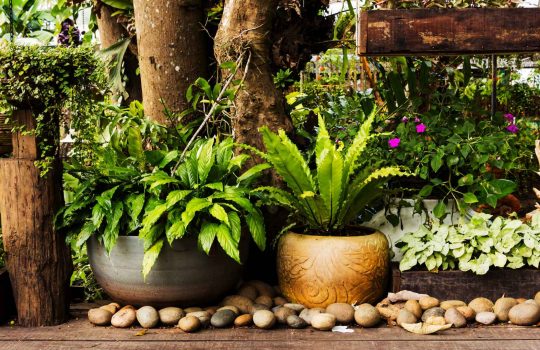 מוצרים לגינה2